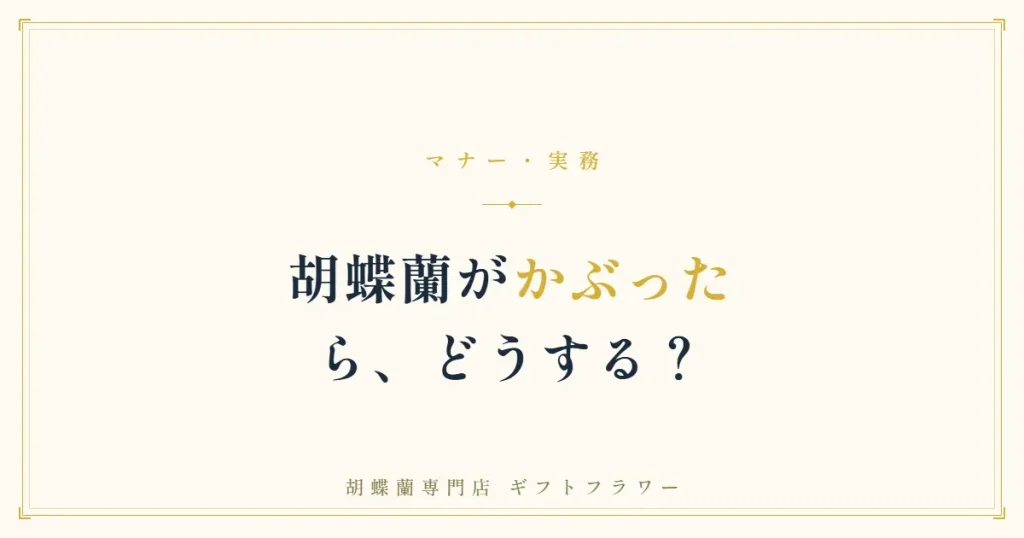 胡蝶蘭がかぶっても問題ない理由を解説するバナー