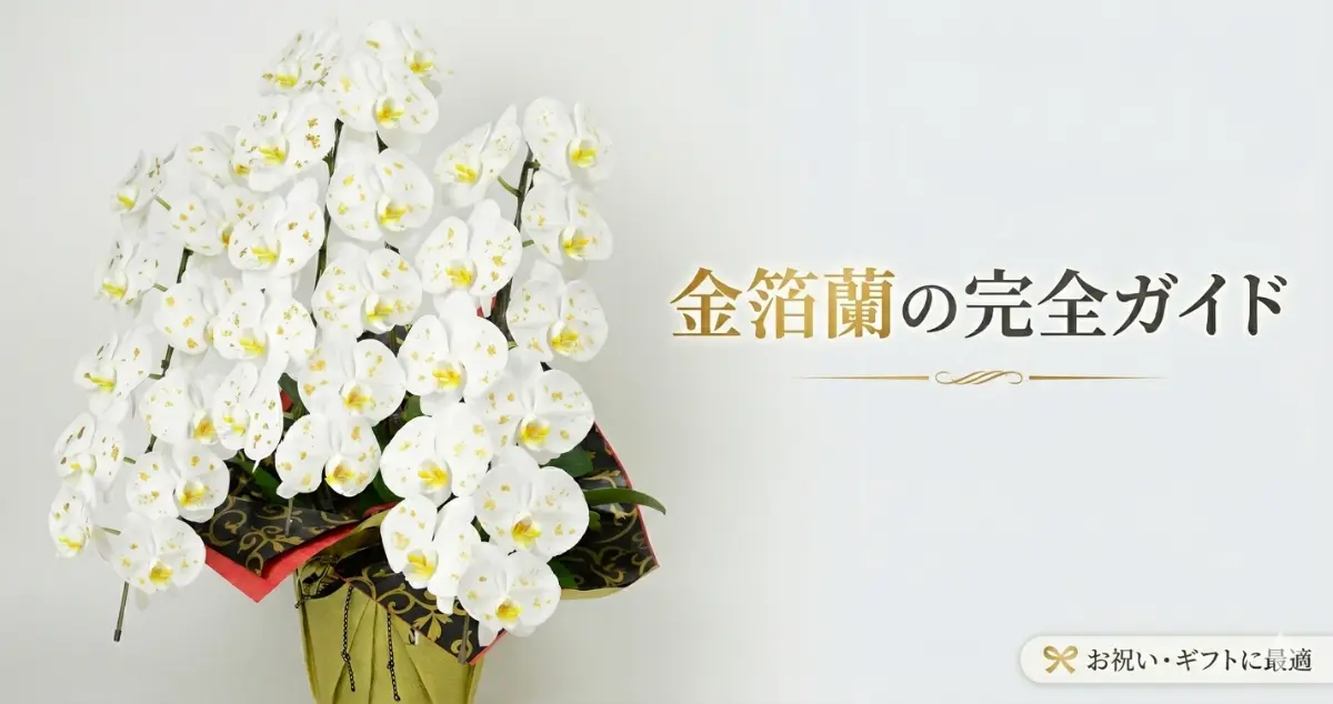 還暦・長寿祝いに届いた金箔入り白の大輪胡蝶蘭3本立ち
