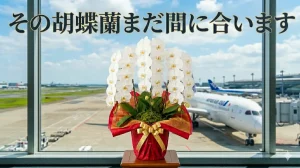 その胡蝶蘭まだ間に合う 空港を背景にした翌日お届けの白い大輪胡蝶蘭