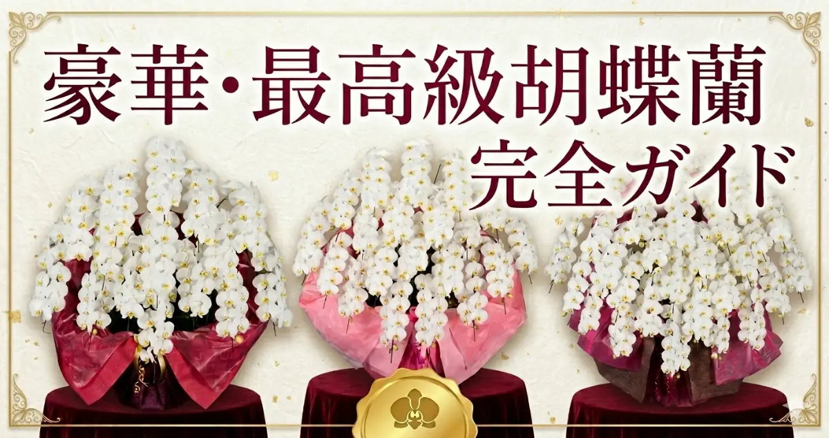 白い大輪が並ぶ豪華・最高級の特大胡蝶蘭3鉢