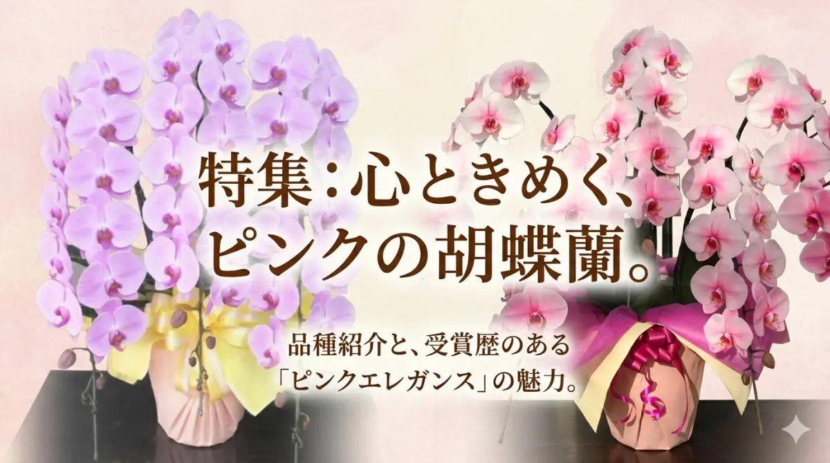 淡い紫がかったピンクと鮮やかなピンクの胡蝶蘭2鉢