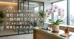 会社の受付に飾られた白い大輪の胡蝶蘭