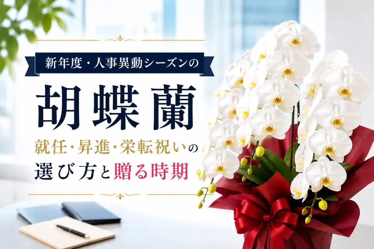 新年度の役員就任祝いに贈られた白い大輪の胡蝶蘭