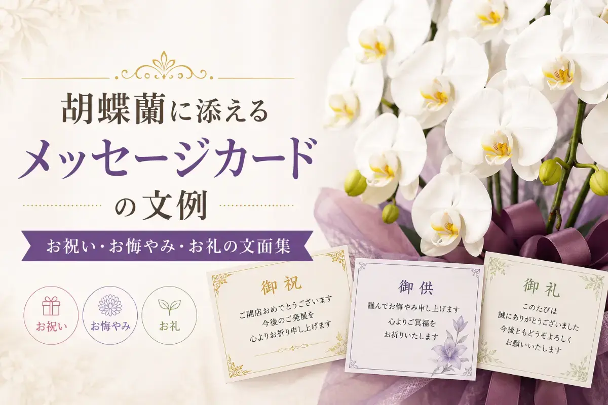 胡蝶蘭に添えるメッセージカードの文例とお祝いの一鉢