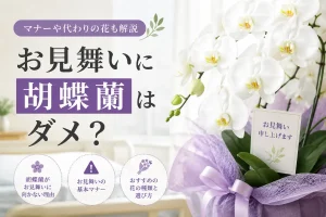 快気祝いに贈る明るい白の大輪胡蝶蘭3本立ち