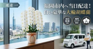福岡市内へ当日配達する白い大輪胡蝶蘭