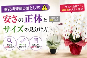 激安胡蝶蘭との違いがわかる白の大輪3本立ち