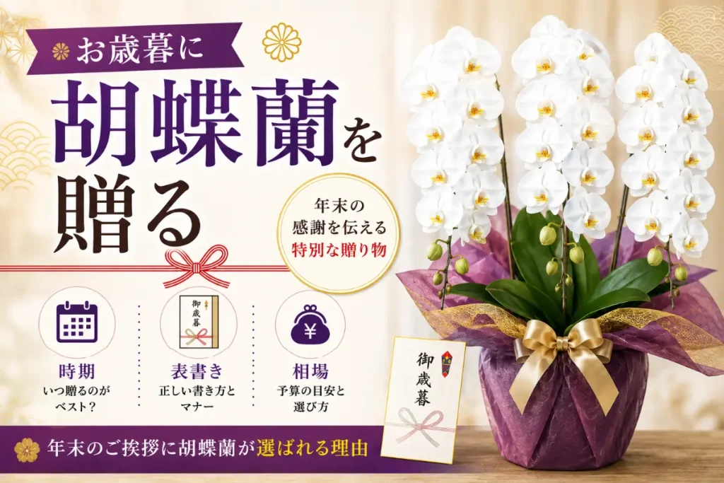 お歳暮に贈る白い大輪3本立ちの胡蝶蘭