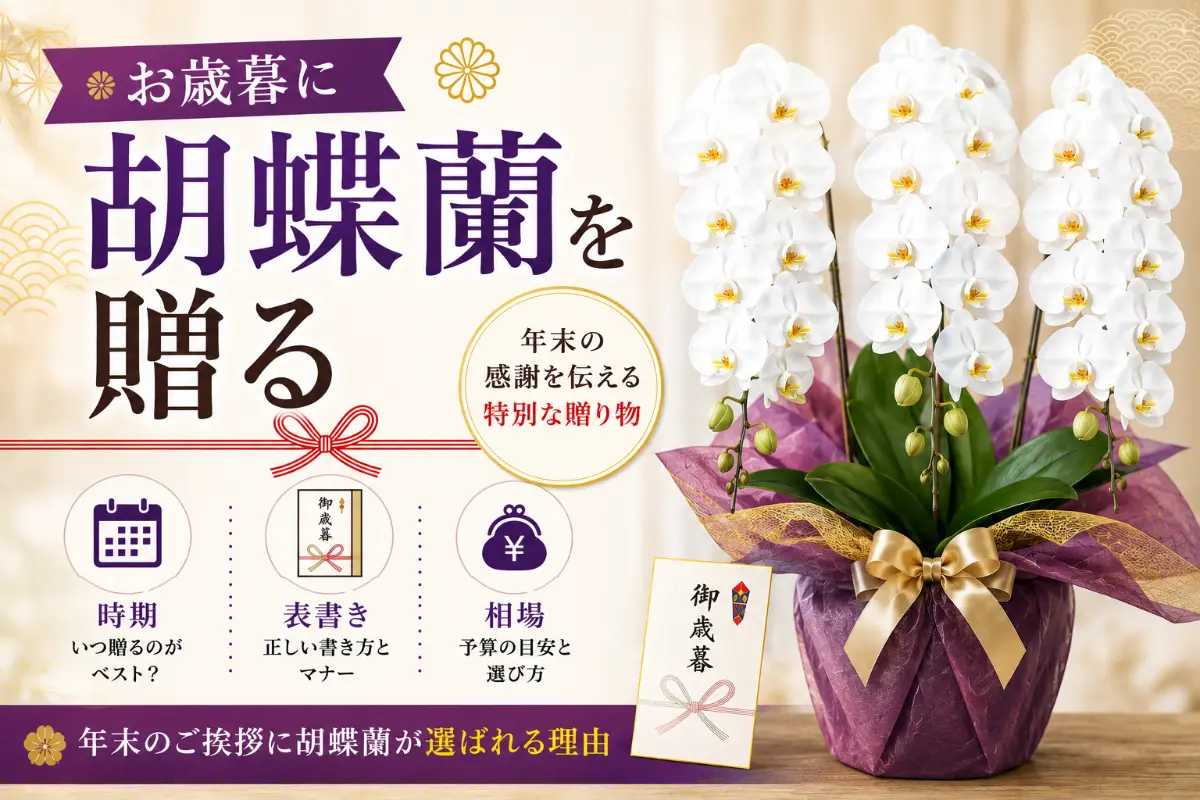 お歳暮に贈る白い大輪3本立ちの胡蝶蘭