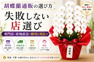 胡蝶蘭通販の選び方をまとめた白い大輪3本立ち