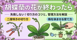 花が終わった胡蝶蘭の花茎を二度咲きのため切る位置