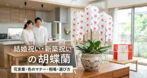 新居のリビングに飾られた結婚祝い・新築祝いの胡蝶蘭