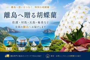 本州の離島の港に届いた白い大輪の胡蝶蘭