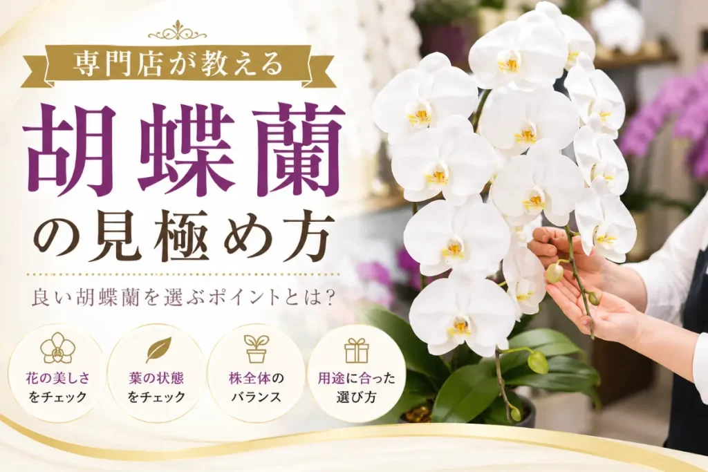 専門店が一鉢ずつ並べて選ぶ大輪の白い胡蝶蘭