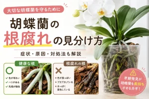 根の状態を確認する胡蝶蘭の白い花と緑の根