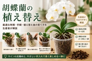 植え替えを終えた白い大輪胡蝶蘭の鉢