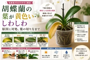 黄色くなった下葉と健康な緑の葉がある胡蝶蘭