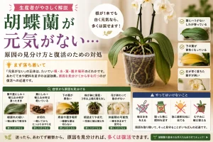 元気がなく葉がしおれ気味の胡蝶蘭の鉢