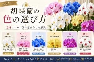 白とカラー胡蝶蘭の色見本が並ぶ選び方ガイド