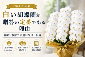 お祝いの定番である白い大輪胡蝶蘭3本立ち