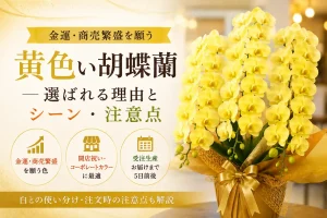 金運を願う黄色い胡蝶蘭イエローエレガンス3本立ち