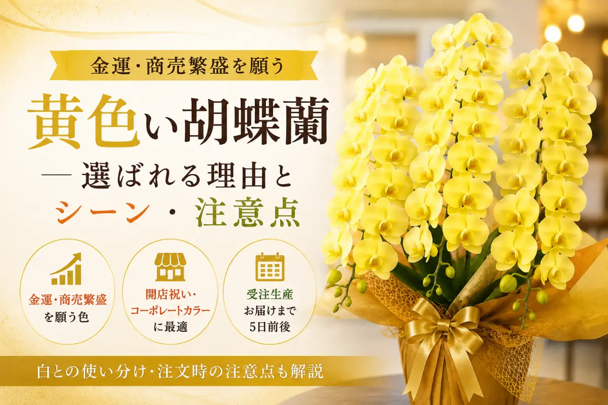 金運を願う黄色い胡蝶蘭イエローエレガンス3本立ち