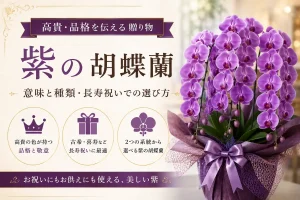 高貴な紫の胡蝶蘭パープルエレガンス3本立ち