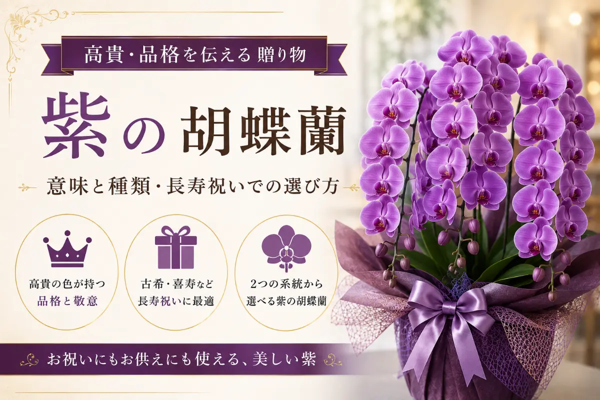 高貴な紫の胡蝶蘭パープルエレガンス3本立ち