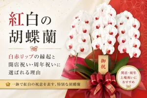 紅白の縁起物である白赤リップ胡蝶蘭3本立ち