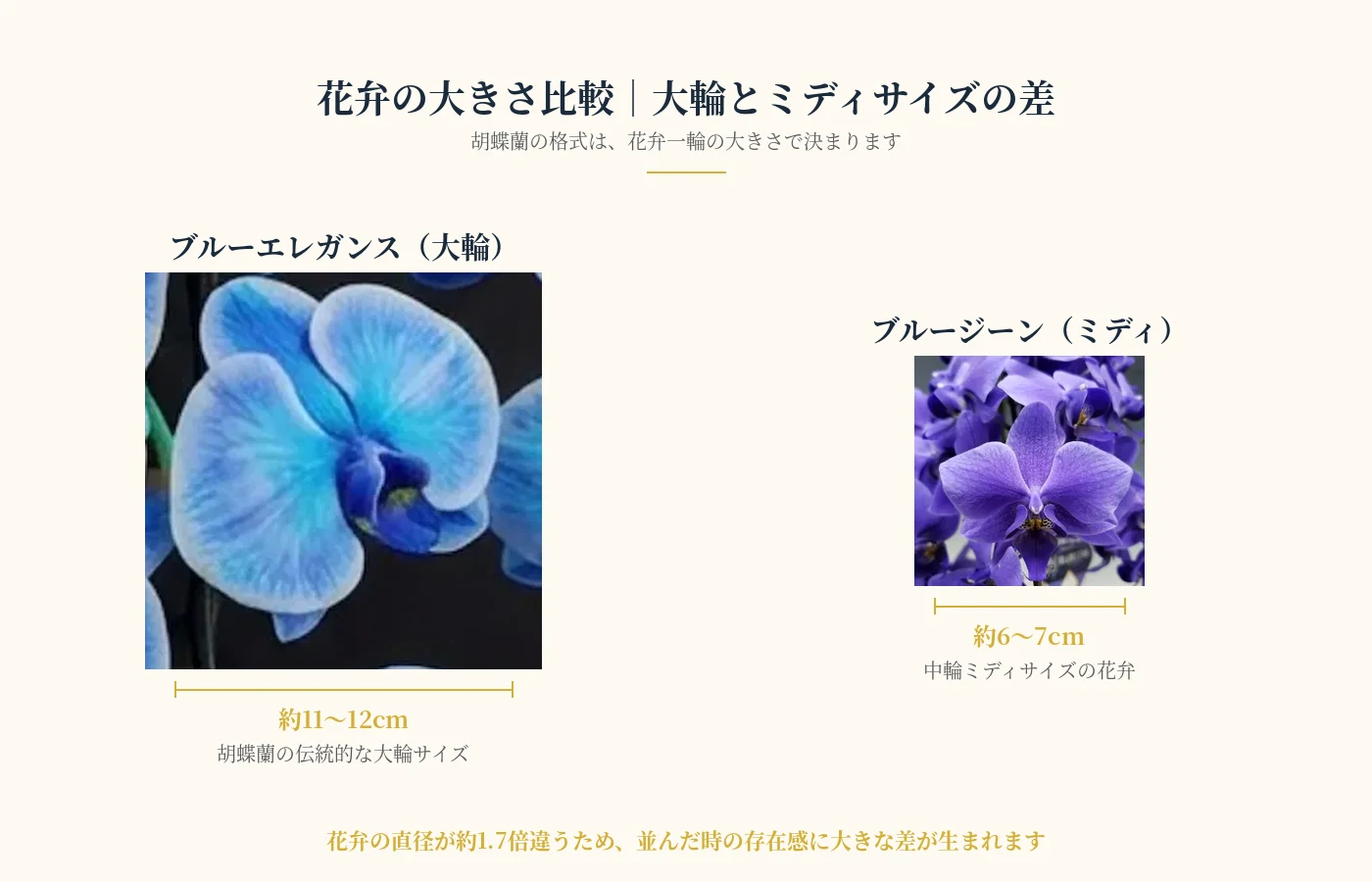 ブルーエレガンスの花弁直径11〜12cmとブルージーンの花弁直径6〜7cmの大きさと色味の比較画像