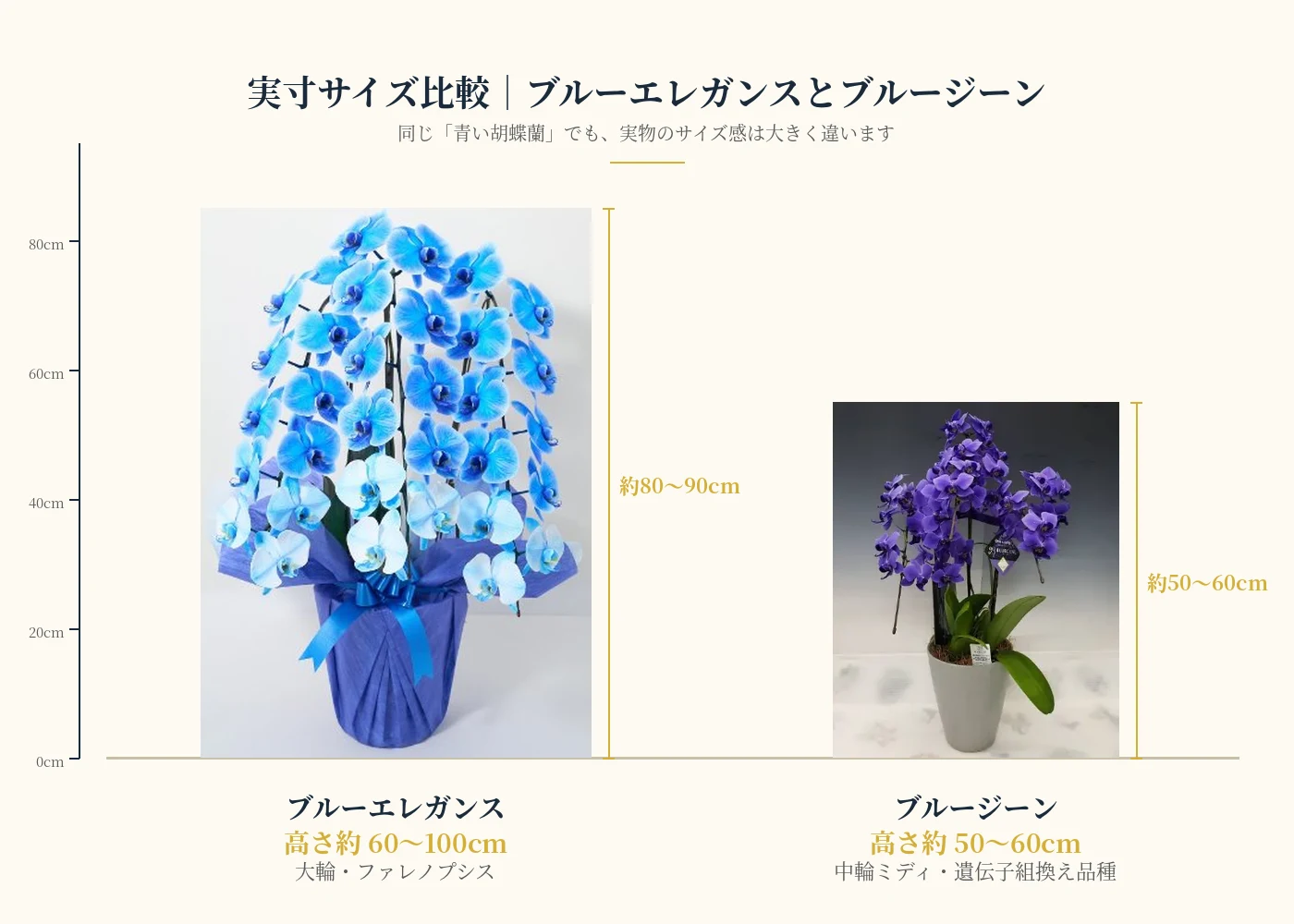 ブルーエレガンス高さ80〜90cmとブルージーン高さ50〜60cmの実寸サイズ比較画像