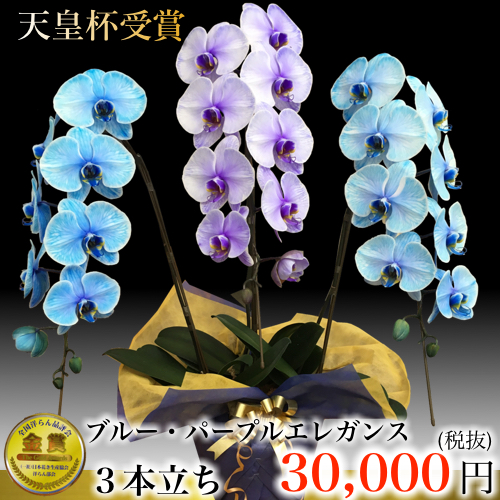 パープルブルーエレガンス 3本立ち
