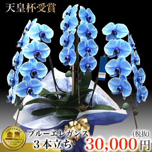 ブルーエレガンス 3本立ち