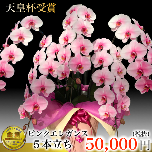 ピンクエレガンス 5本立ち