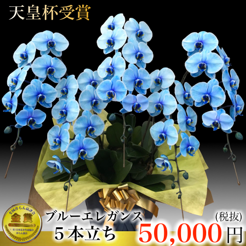 人気3位 ブルーエレガンス 5本立ち