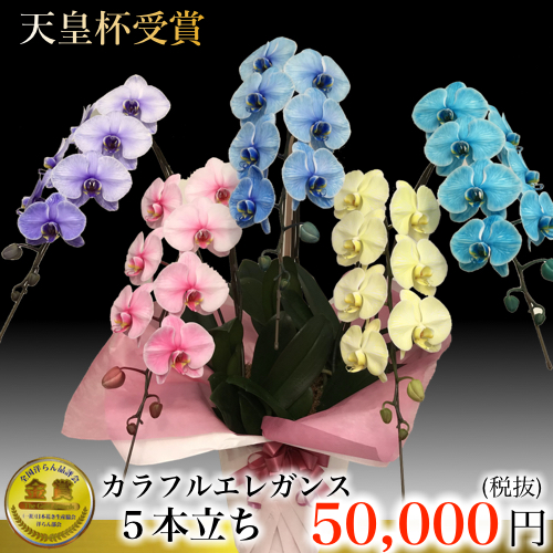 カラフルエレガンス 5本立ち