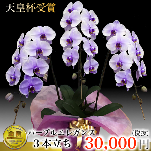 パープルエレガンス 3本立ち