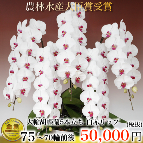 白赤リップの胡蝶蘭 5本立ち70輪