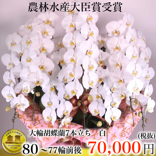 白の胡蝶蘭 7本立ち77輪
