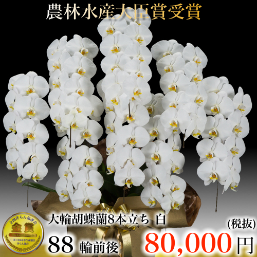 白 8本立ち88輪