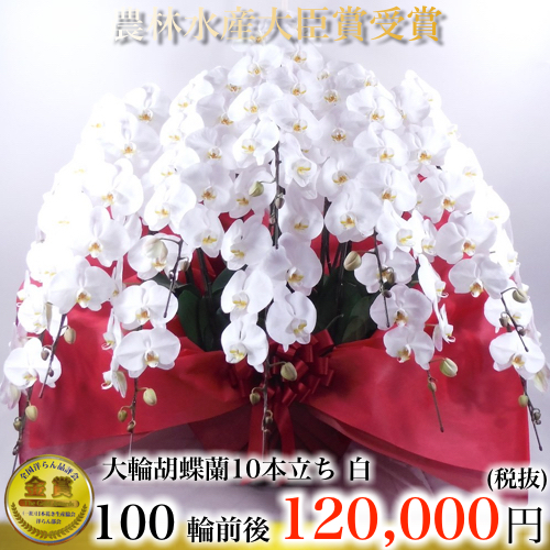白の胡蝶蘭 10本立ち100輪 法人贈答の最高峰