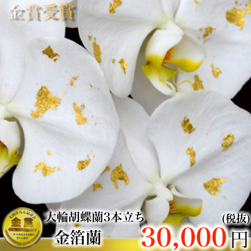 金箔蘭 3本立ち