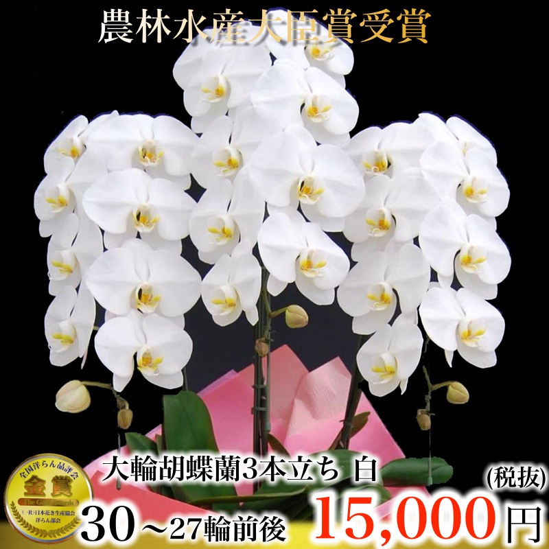 白 3本立ち27輪