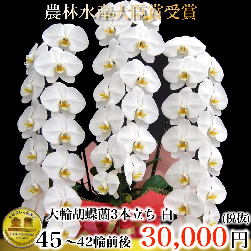 白 3本立ち42輪