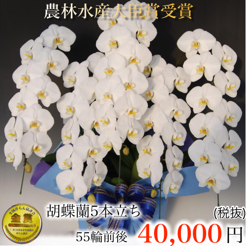 白の胡蝶蘭 5本立ち55輪
