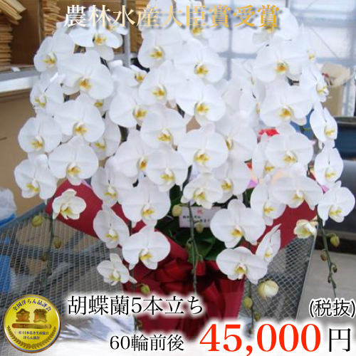 人気5位 胡蝶蘭 5本立ち60輪