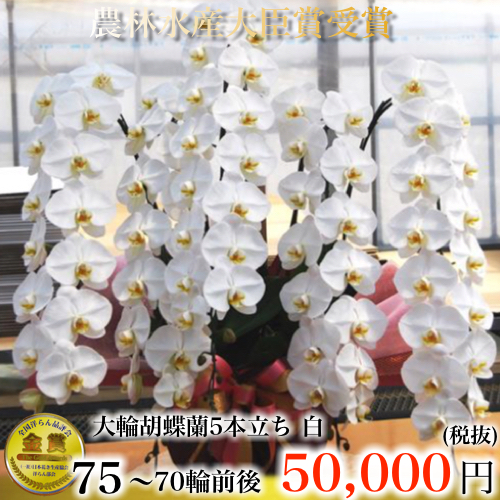 白 5本立ち70輪