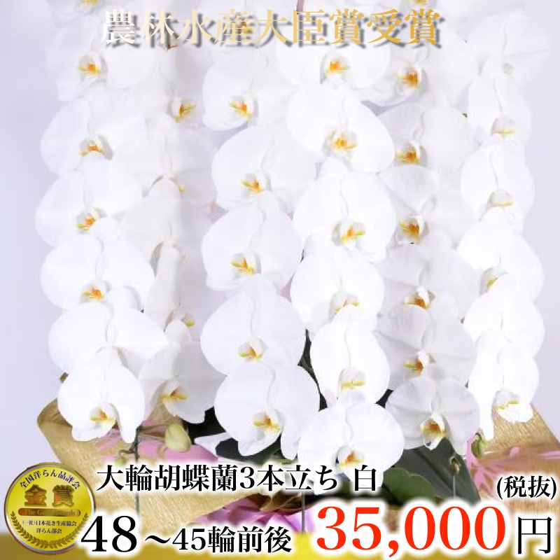 白の胡蝶蘭 3本立ち45輪