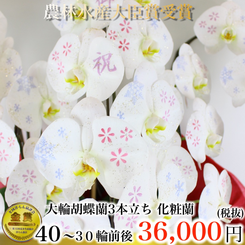 化粧蘭 3本立ち