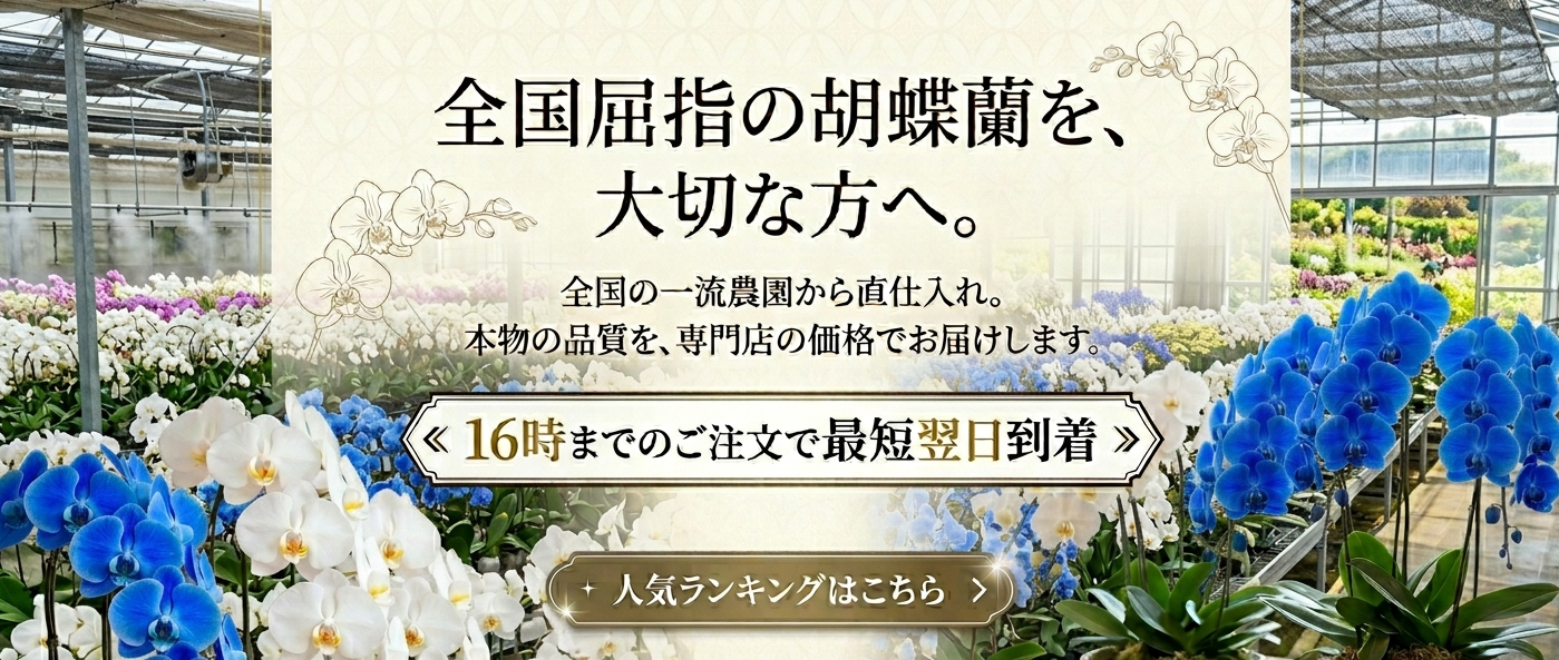 大切な取引先へ。失敗しない、最高級の胡蝶蘭。16時までのご注文で全国最短翌日お届け。請求書払いも承ります。